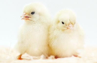 易游yy米乐app：空的鸡桶进雷电将军j MBA智库